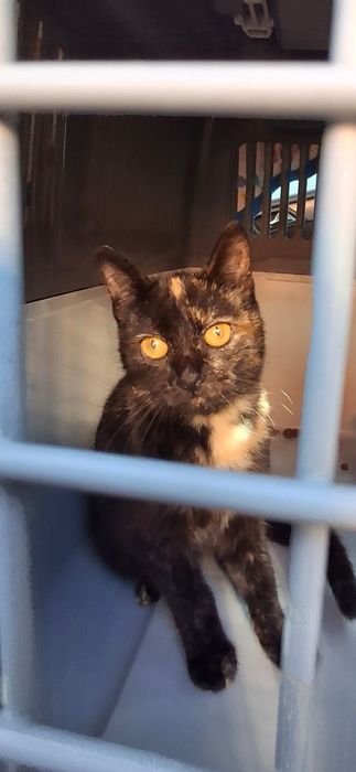 Gatinha para adopção