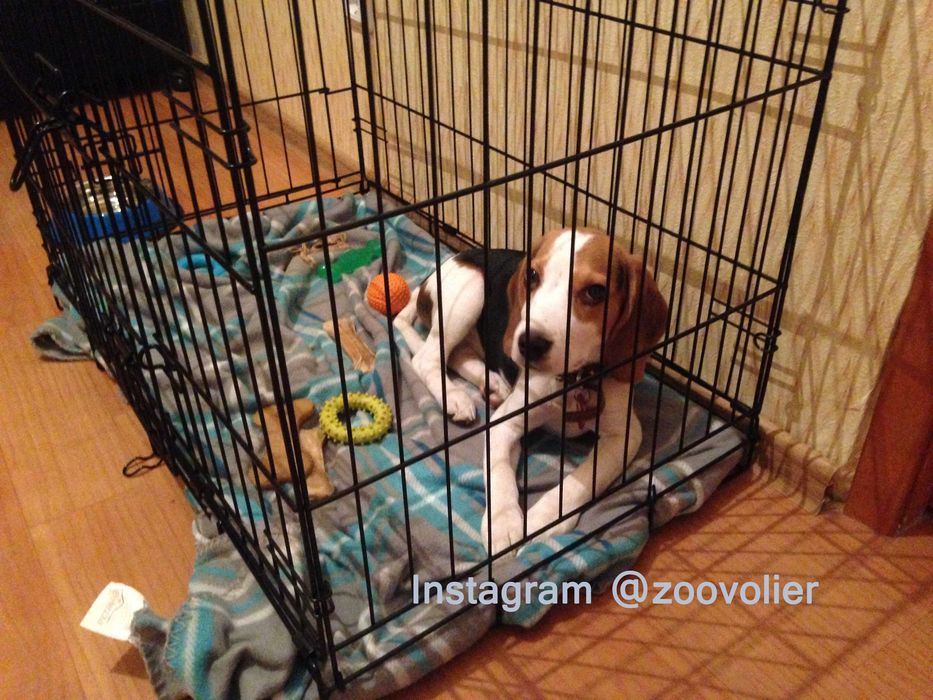 Клетка клітка S,M,L,XL, XXL переноска для щенков собак кошки птиц