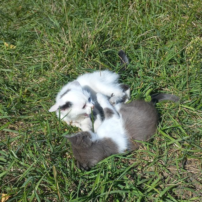 Котик в добрі руки