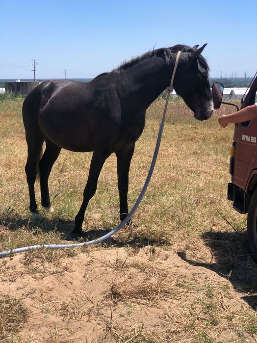 Poldro lusitano muito típico