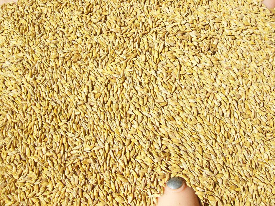 Sprzedam Jęczmień Czysty Przewiany Ładny . Workowany po 50 kg .