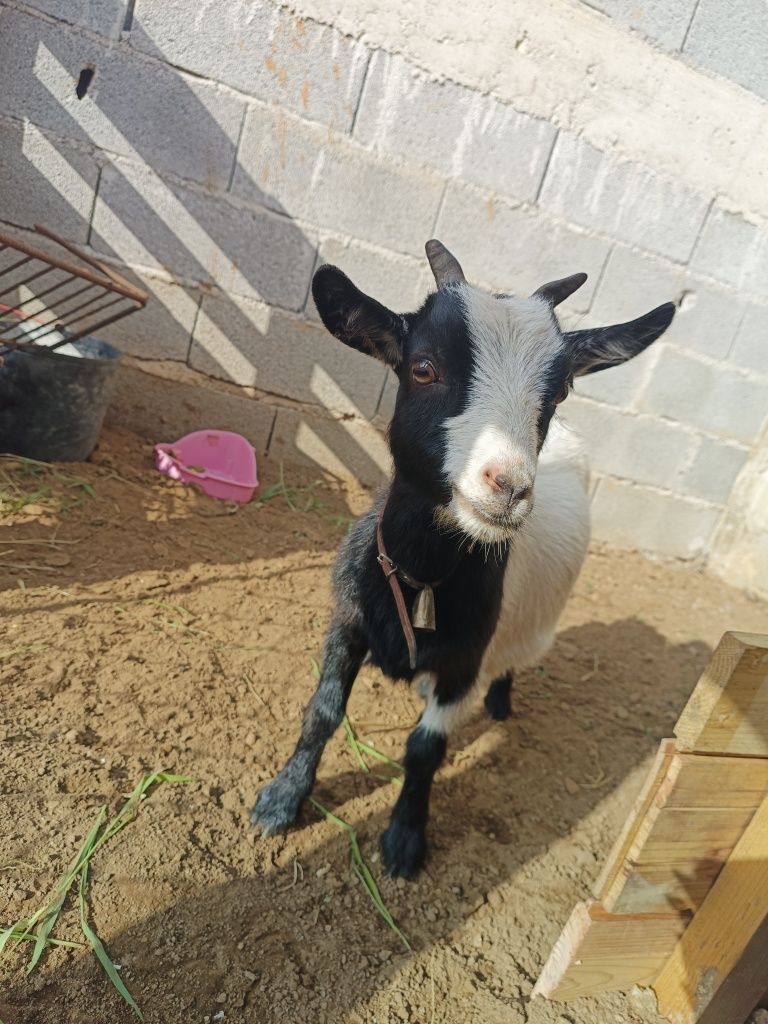 Festas de aniversário/ andar a cavalo