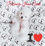 Szpic miniaturowy - pomeranian