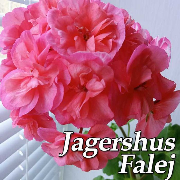 Пеларгонія розебудна Jägershus Falej