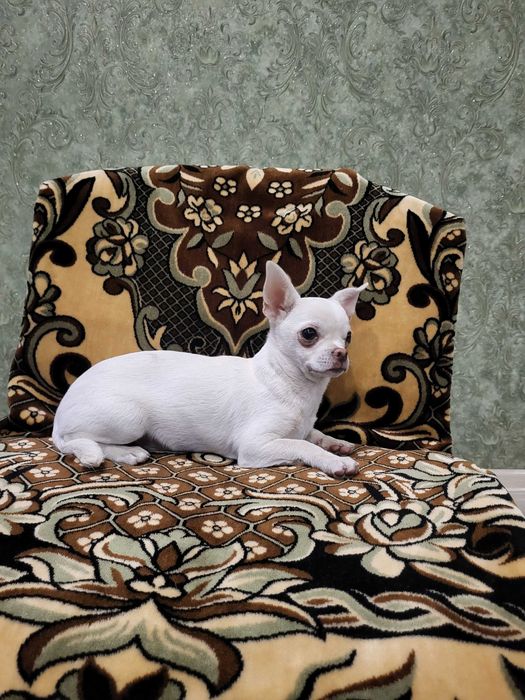 Продам щенков чихуахуа