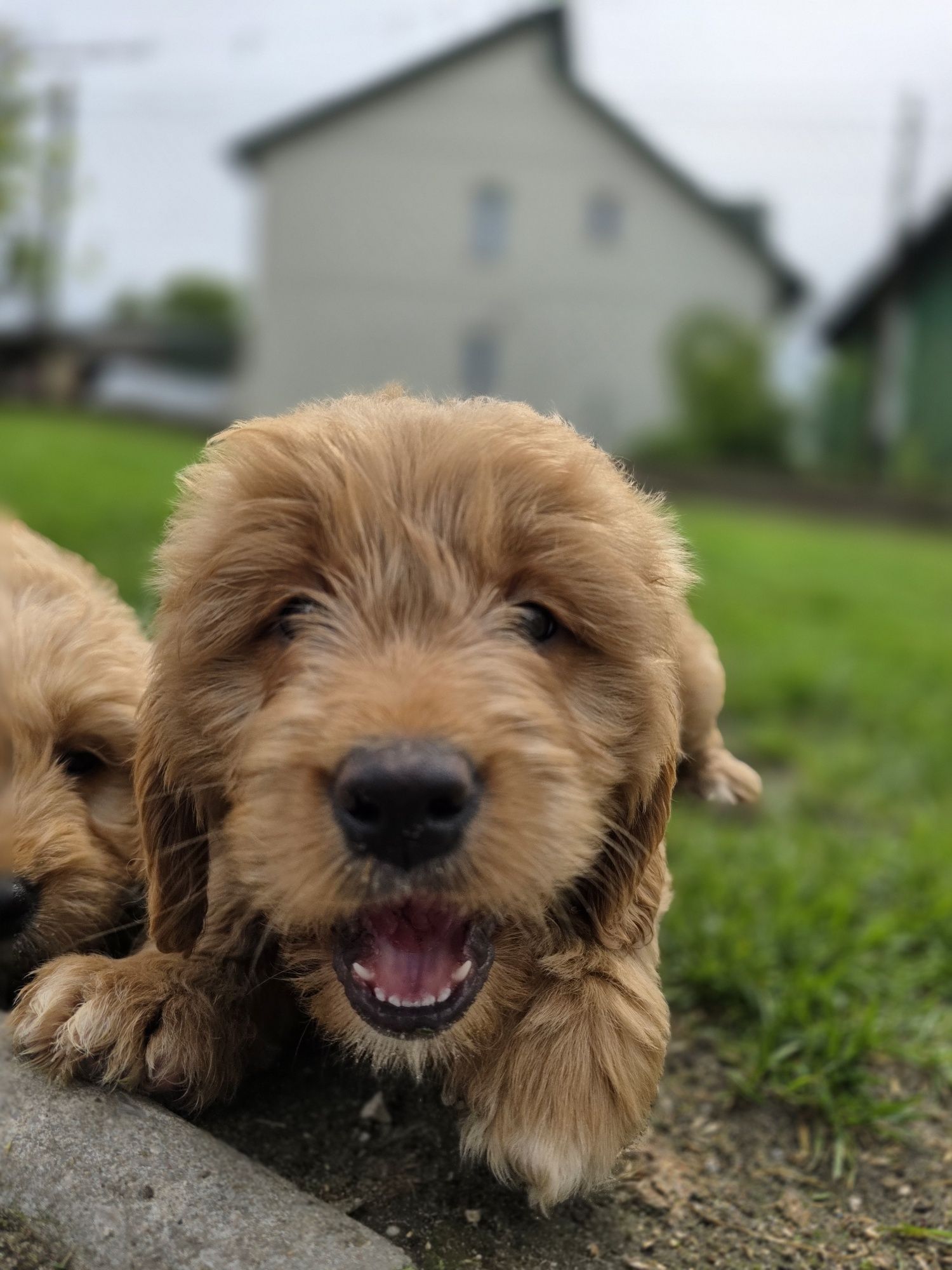 GOLDENDOODLE piesek f1 medium i standard