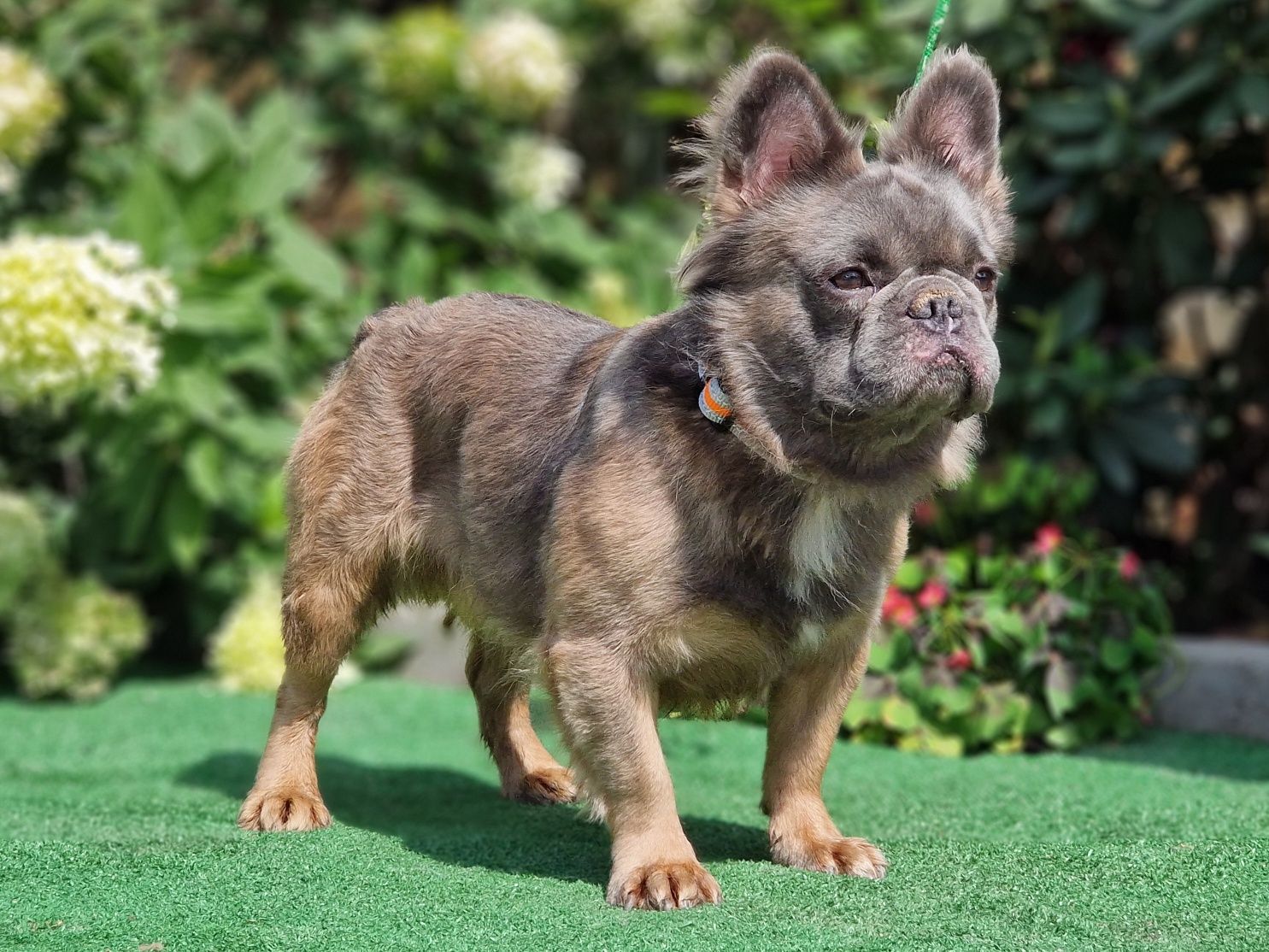 Buldog Francuski Fluffy