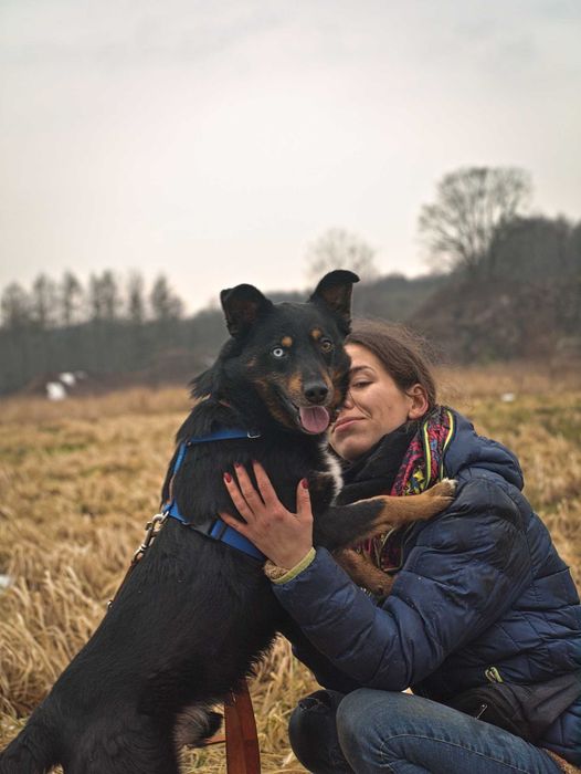 Norway – energiczny odkrywca szuka aktywnego i kochającego domu!