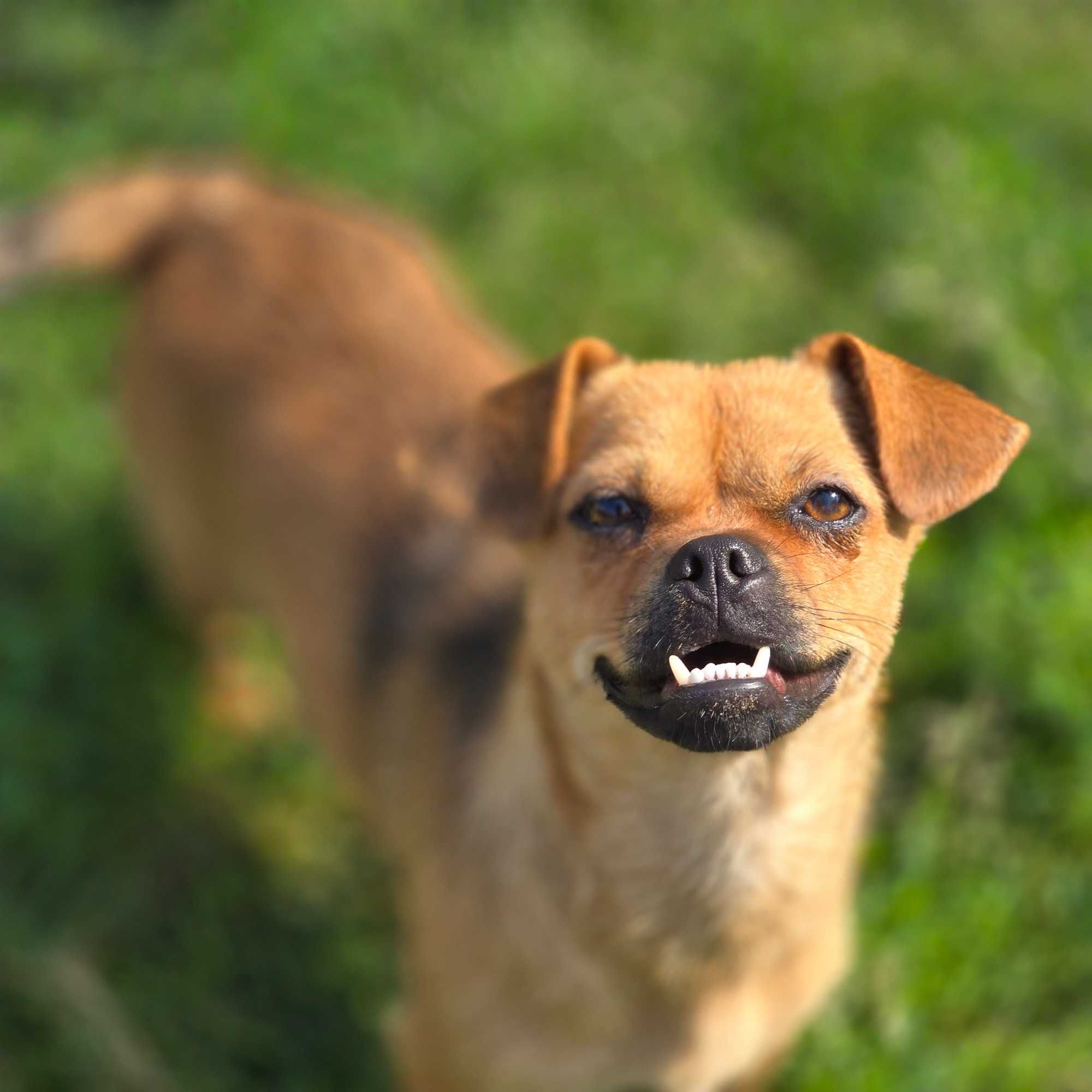Przesympatyczna Fiona do adopcji - szczeniak