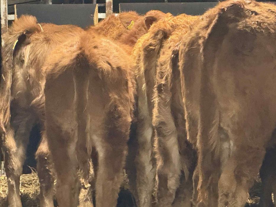 Sprzedam odsadki Limousine Wyszków