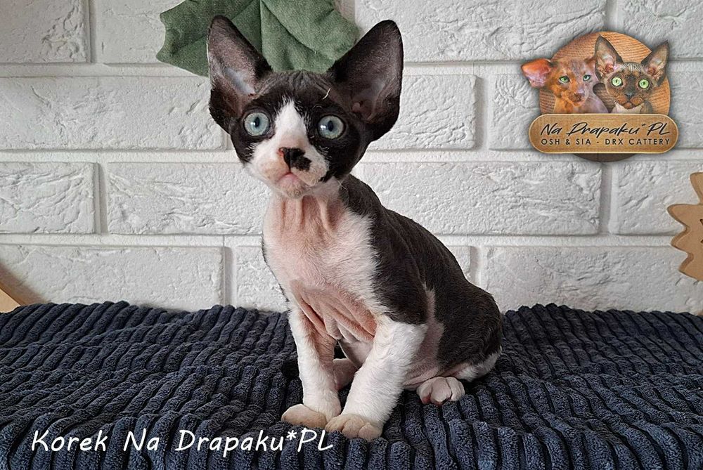 Korek Na Drapaku*PL czarno biały kocurek