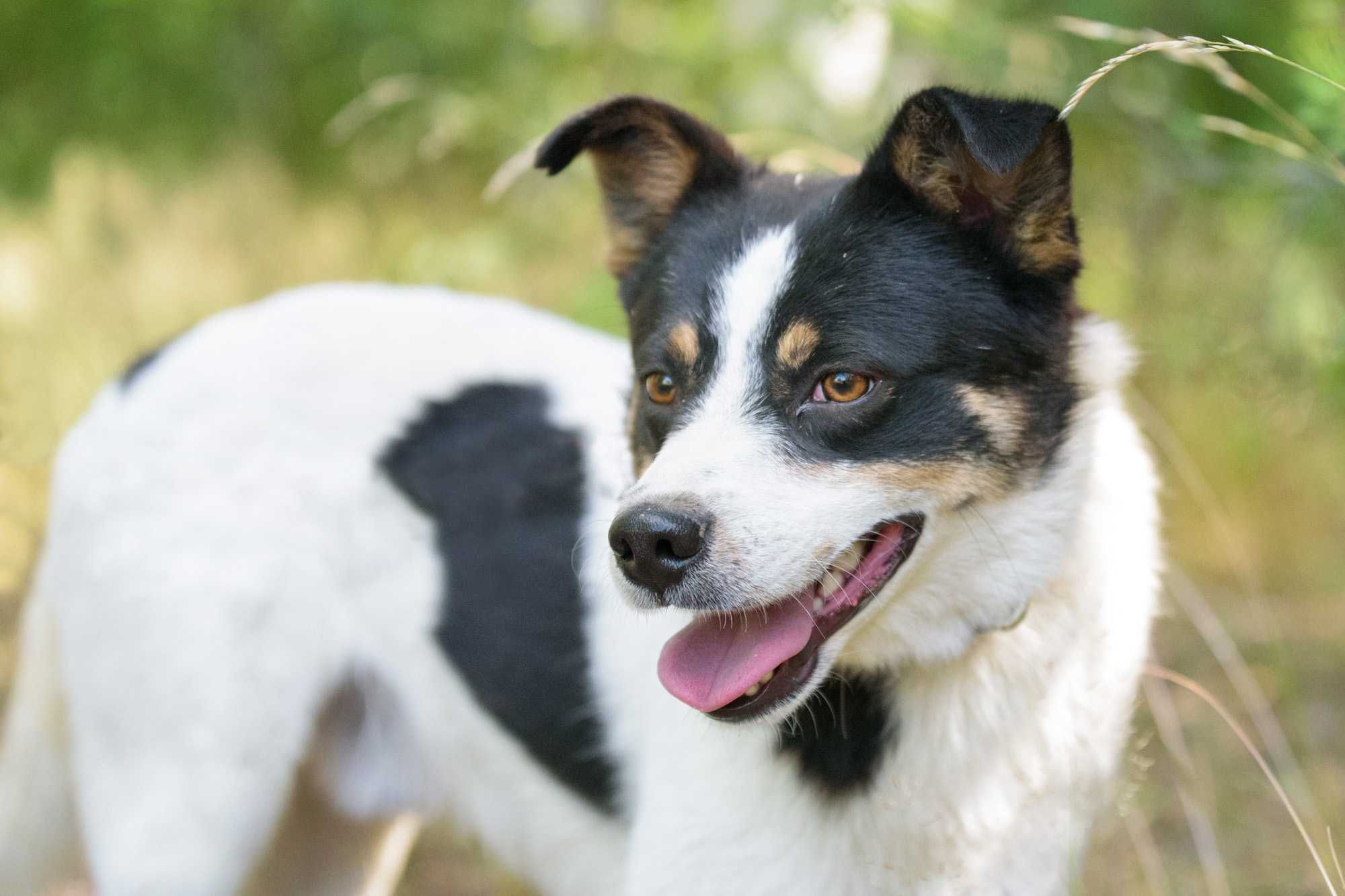 Anyż - pięknie umaszczony, delikatny piesek szuka spokojnego domu