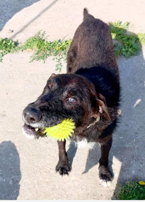 Słodki Baton prosi pięknie o dom ...
