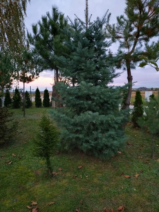 Jodła kalifornijska