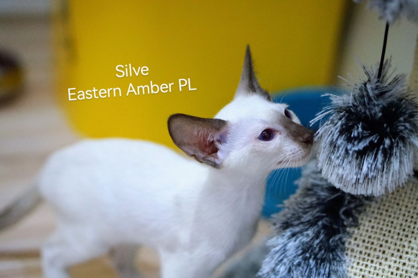Peterbald kocurek syjamski do rezerwacji
