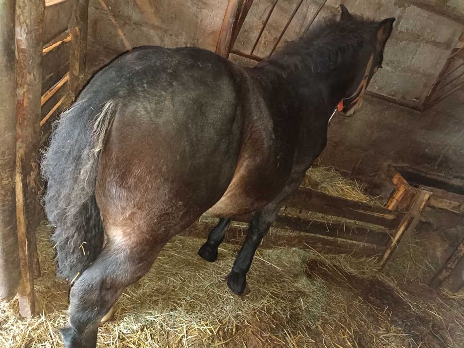 Klacz zimnokrwista PkZ