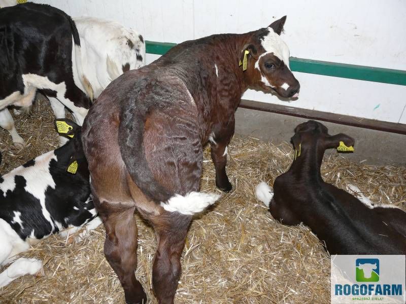 Sprzedaż cieląt POLSKIE 50-100kg Byczki Jałówki