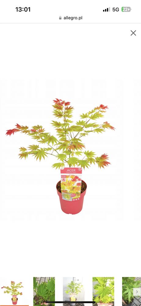 Klon palmowy MOONRISE acer pieknu czerowny liść