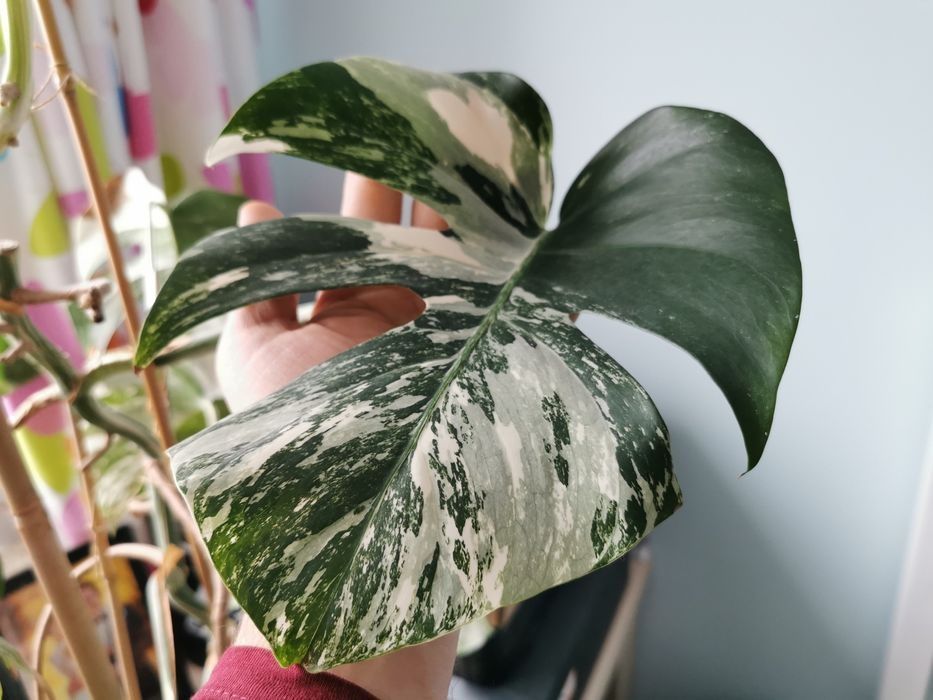 Monstera variegata liście
