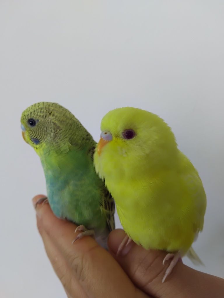 Vendo diversas aves de bico curvo
