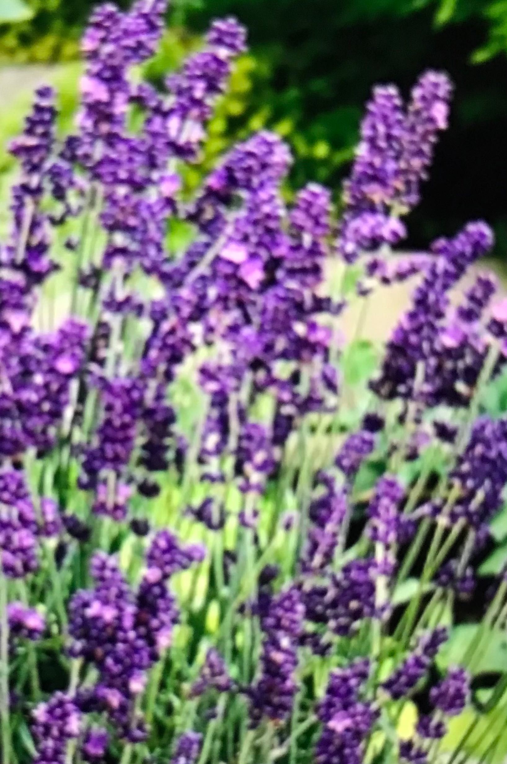 Lawenda  Hidcote, Munstead ,Grosso,Grappenhall, Edelweiss ,Little Lady