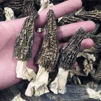 GRZYBY SUSZONE Morchella conica (Smardz Stożkowaty) 20 g.