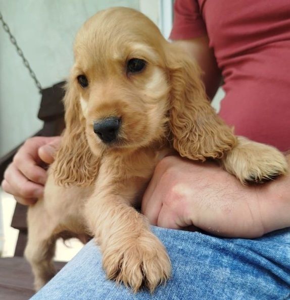 Piękny  Cocer Spaniel z rodowodem