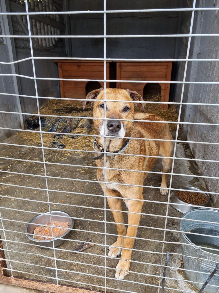 Bary - odebrany interwencyjnie, głodzony, rudasek do adopcji!