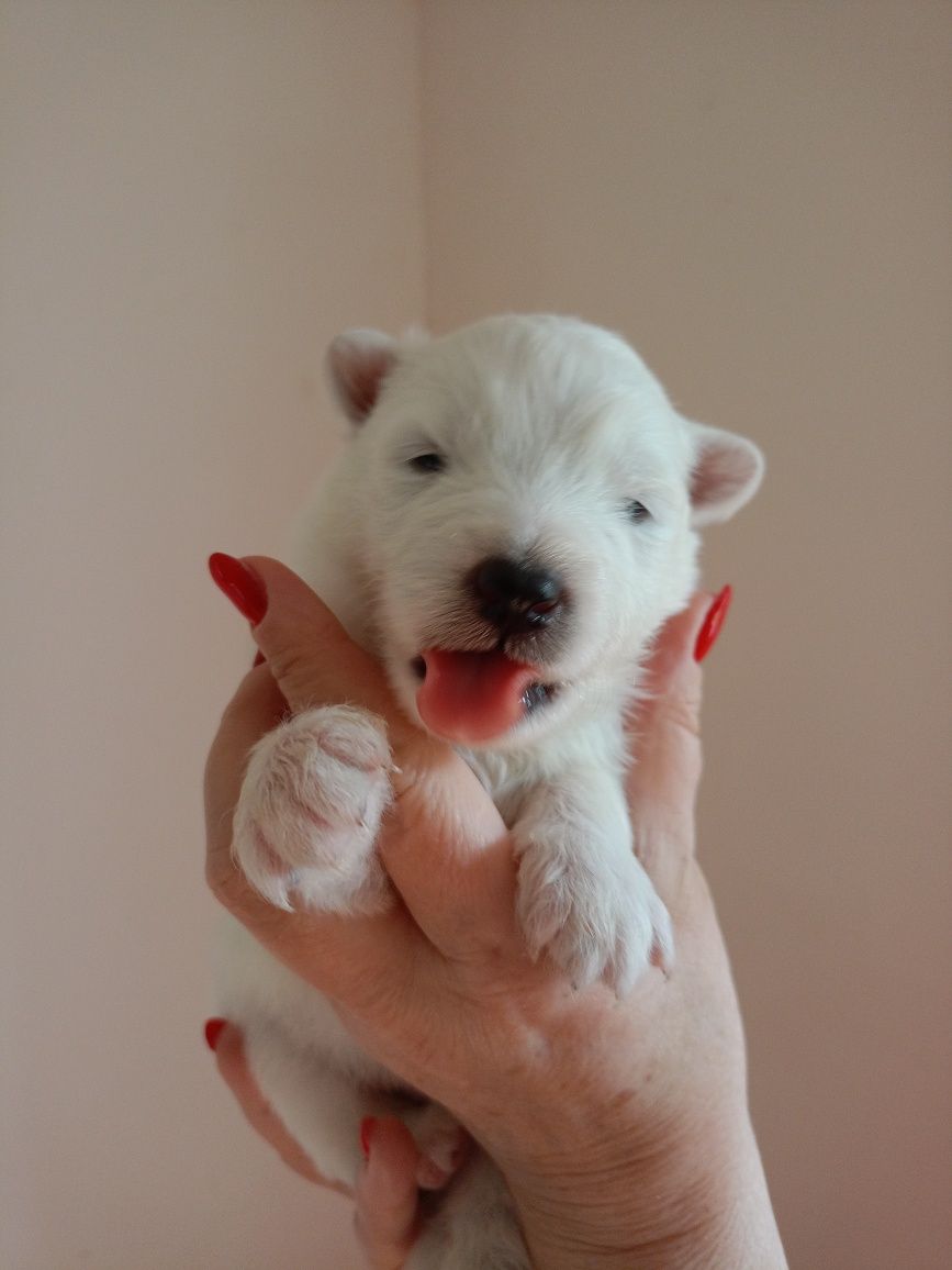 Samoyed szczenię