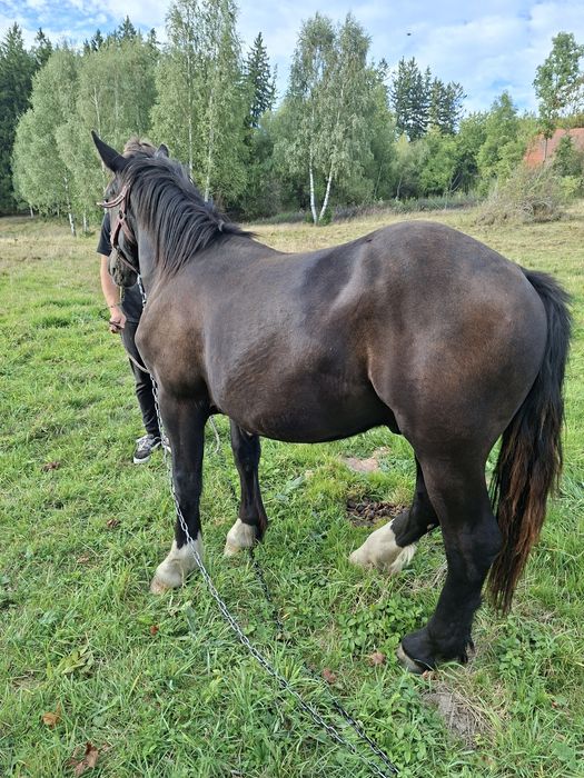 Sprzedam ogierka zimnokrwistego