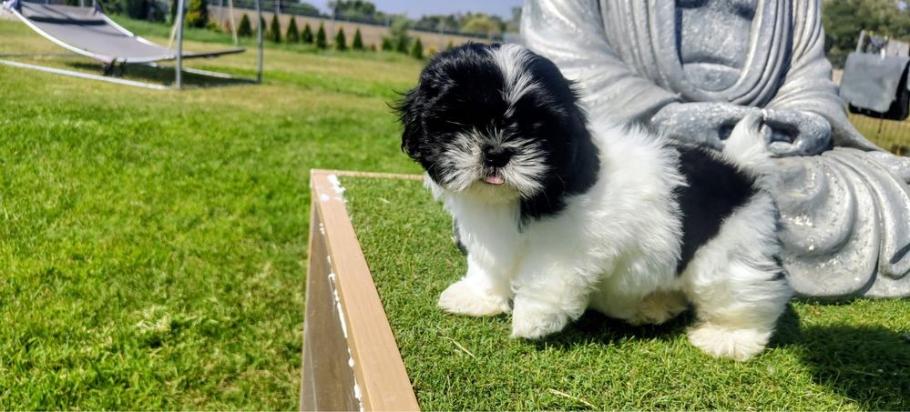 Shih-Tzu Bebé maravilhosos