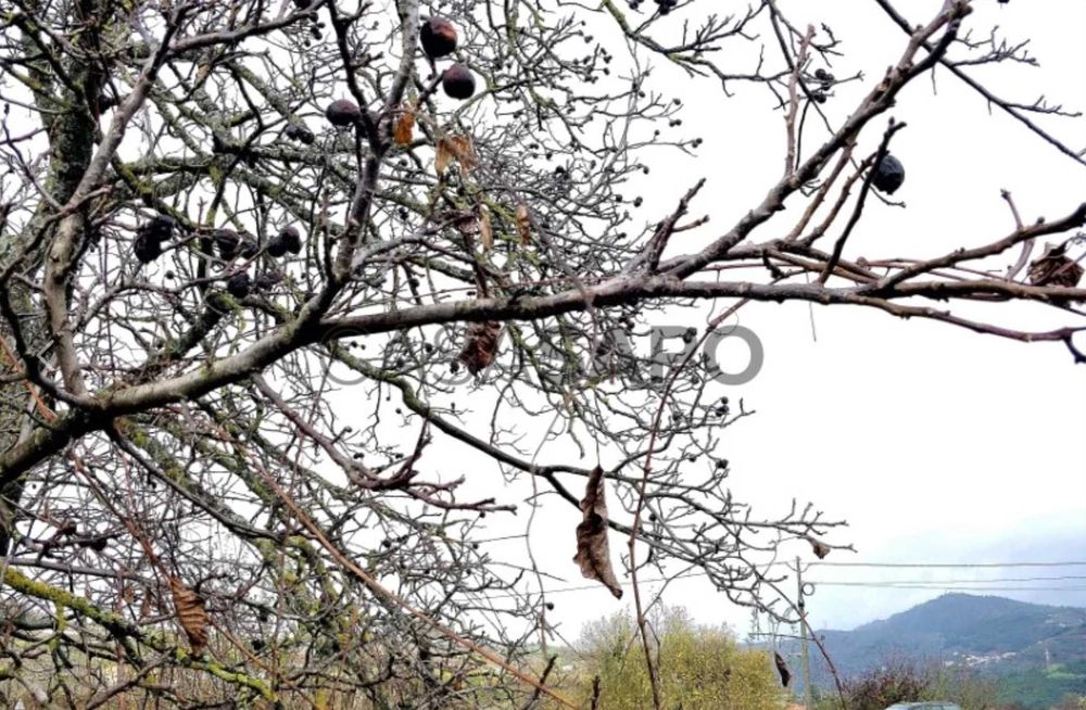 Quinta com 13.625 m² em Cepões - Lamego, junto à A24