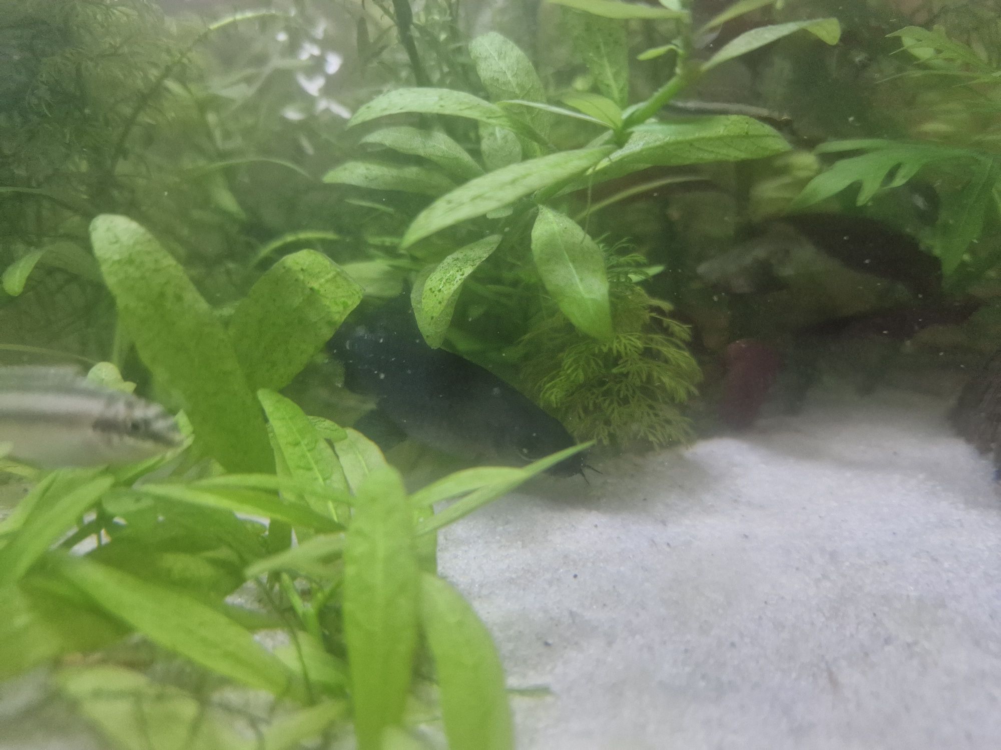 Lábio bicolor e albino