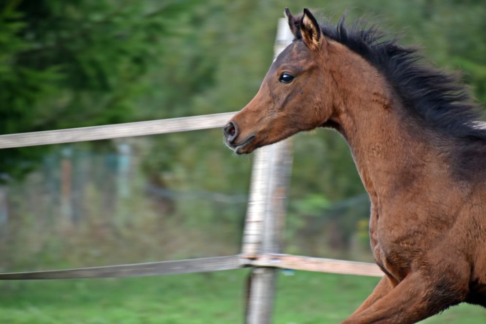 REZERWACJA Klaczka arabska ( Morion x Equator)