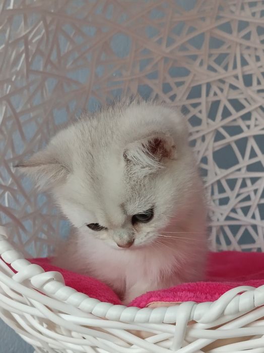 Шотландець чекає мамочку