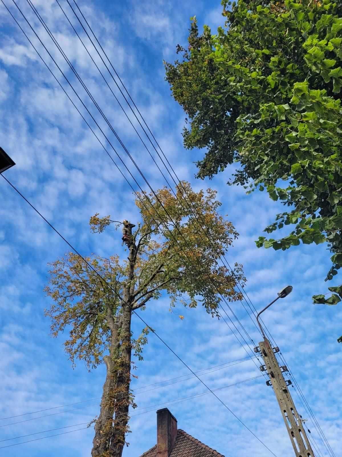 Wycinka i pielęgnacja drzew oraz krzewów