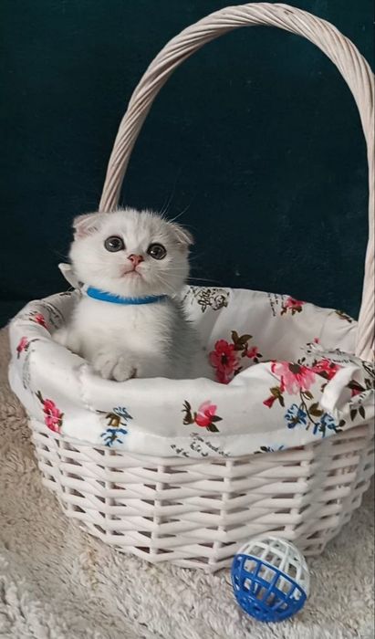 Котенок : Нежный, ласковый, зеленоглазый .