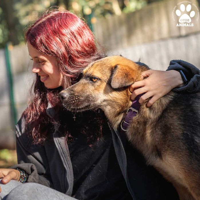 Lakuś - cudny psiak szuka domu!