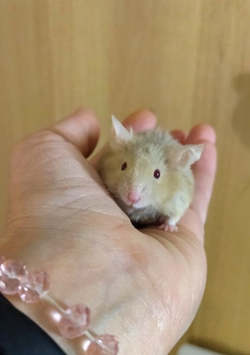 Мишки - пухнастики, ручні та прикольні