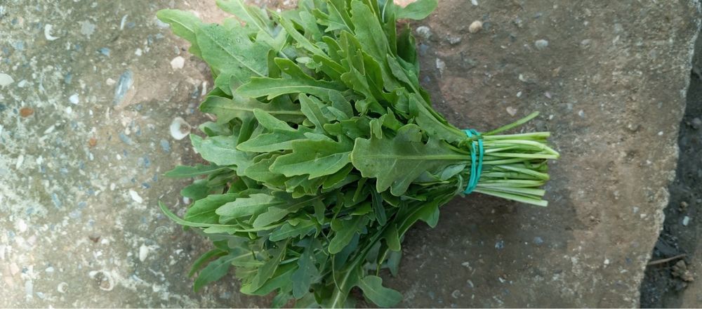 Укроп , Петрушка, шпинат , щавель . Великий асортимент Опт та роздріб