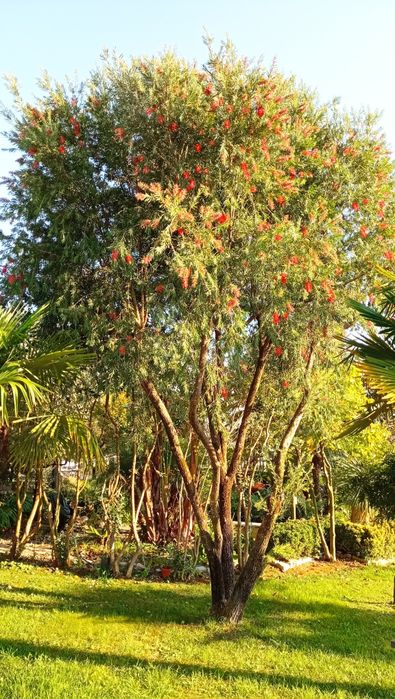 Planta limpa garrafa
