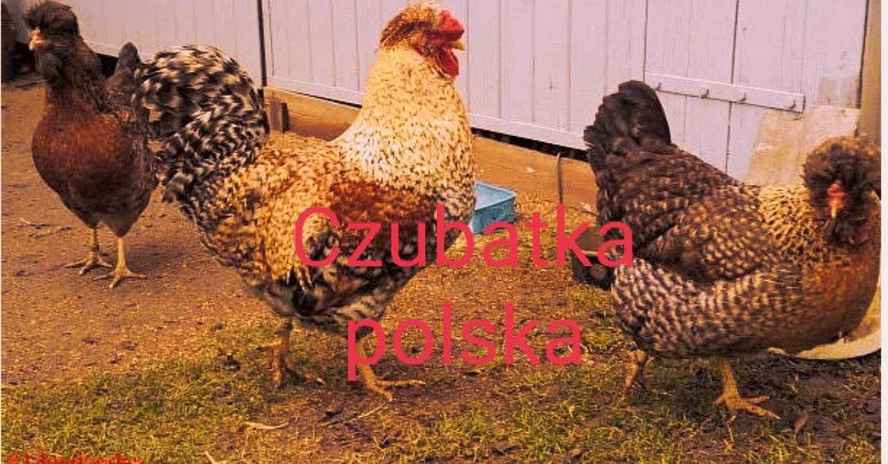 Jaja lęgowe kaczek olbrzymie, gesie i  kur ozdobnych dużych brahna i k