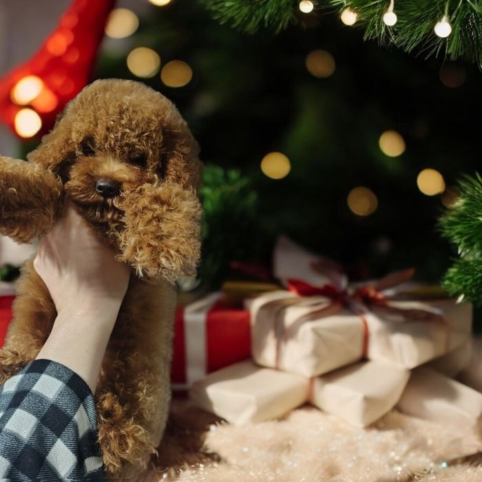 Найкращий подаруночок