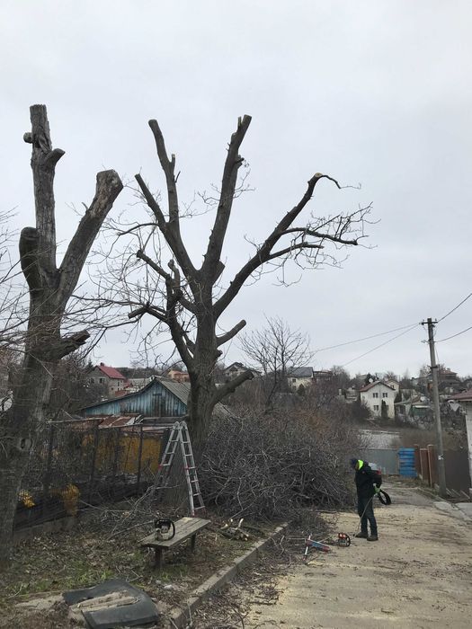 Спил деревьев. Спилить орех над домом это к Нам Обрезка фруктовых