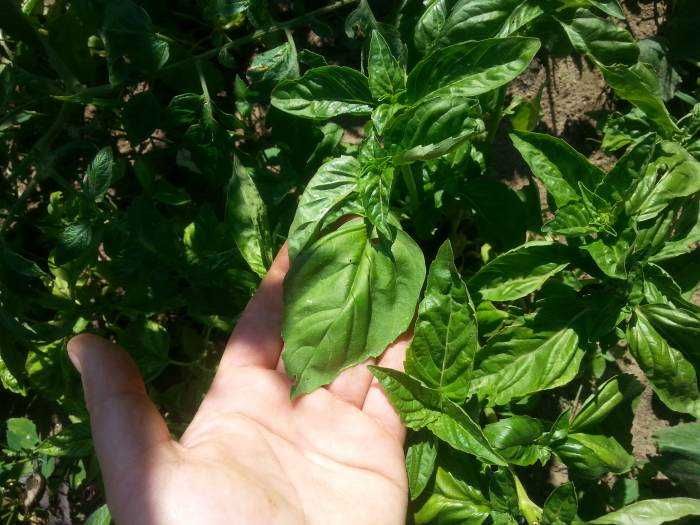 Bazylia Nasiona – Aromatyczna i Niezastąpiona w Kuchni! Zdrowie Eko