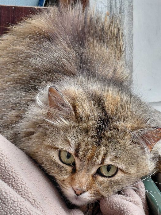 Кішечка Міла шукає родину