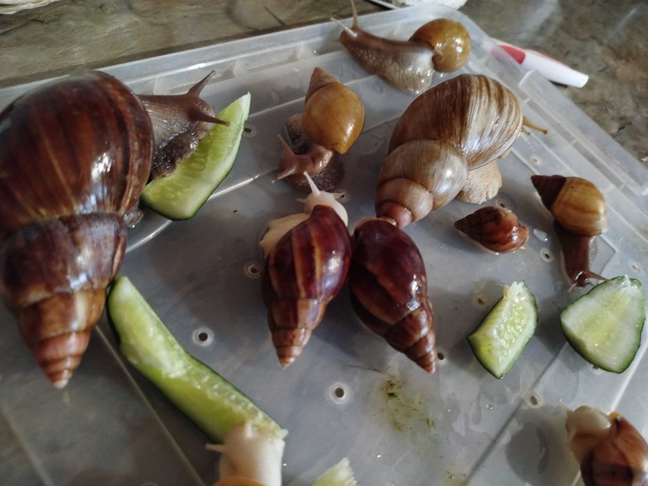 Продам равликів-ахатинів!