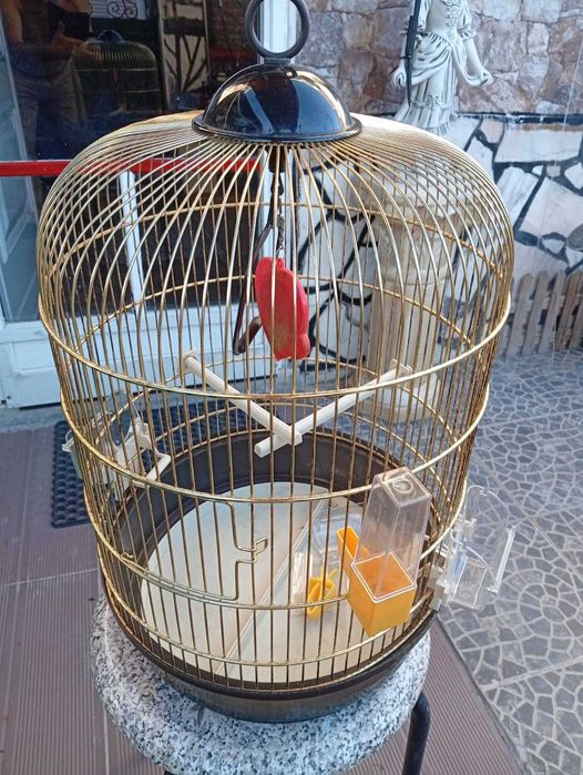 Gaiola Redonda (Aves_Passaros)