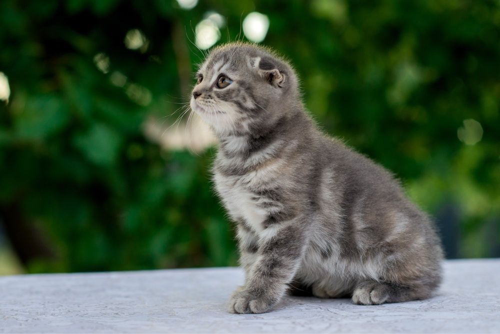 Котята скоттиш фолд ( шотландская вислоухая)
