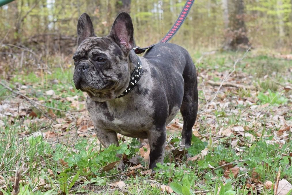 Buldog Francuski choco merle